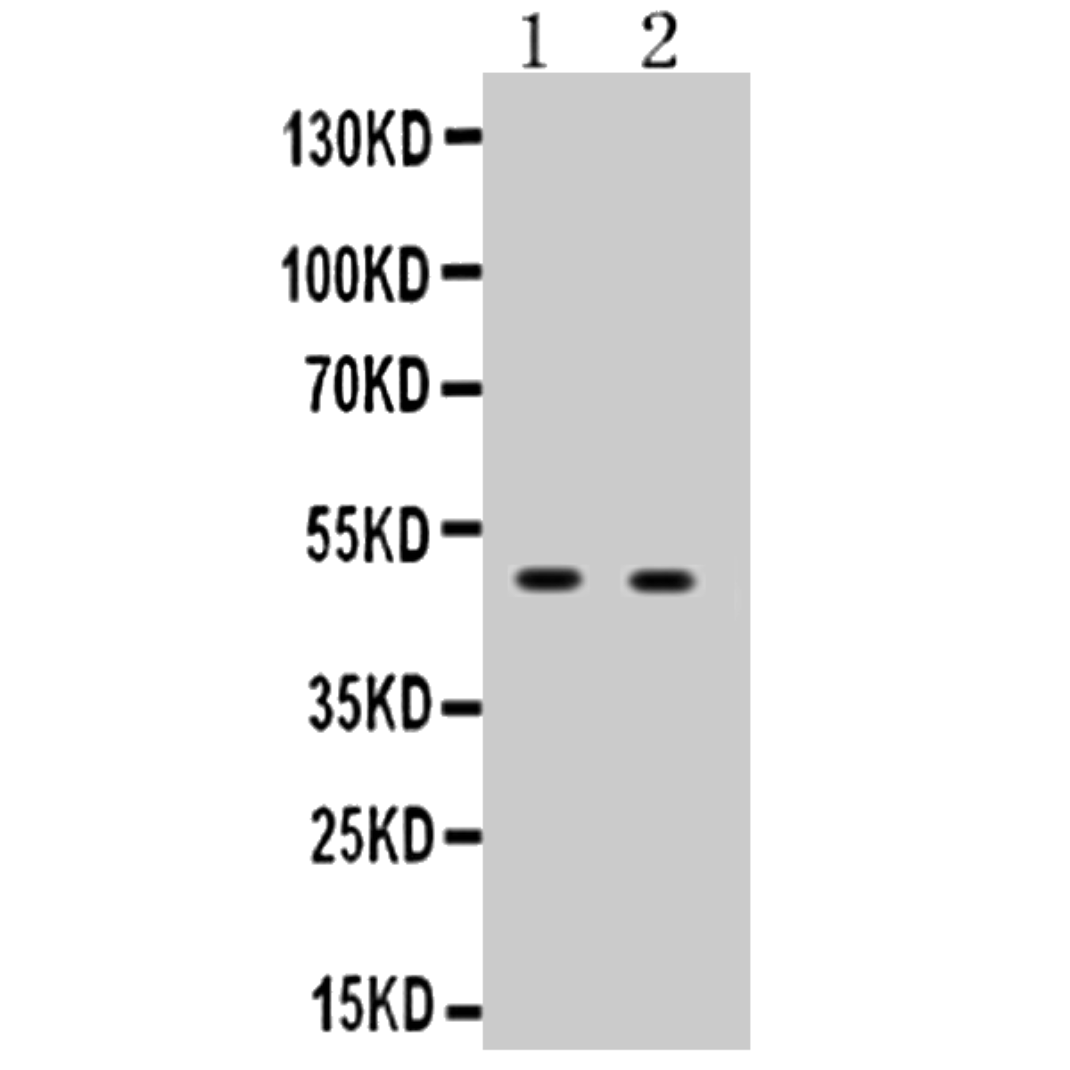 /Content/Upload/Product/MKA0075AF_fig1_1200.png
