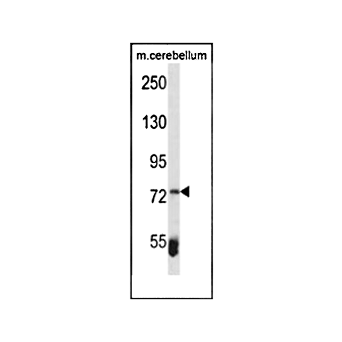 /Content/Upload/Product/MKA0352AF_1200.png