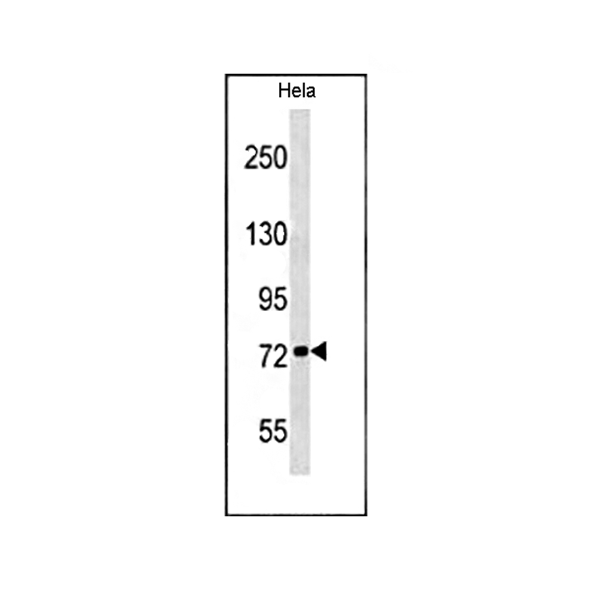 /Content/Upload/Product/MKA0359AF_1_1200.png