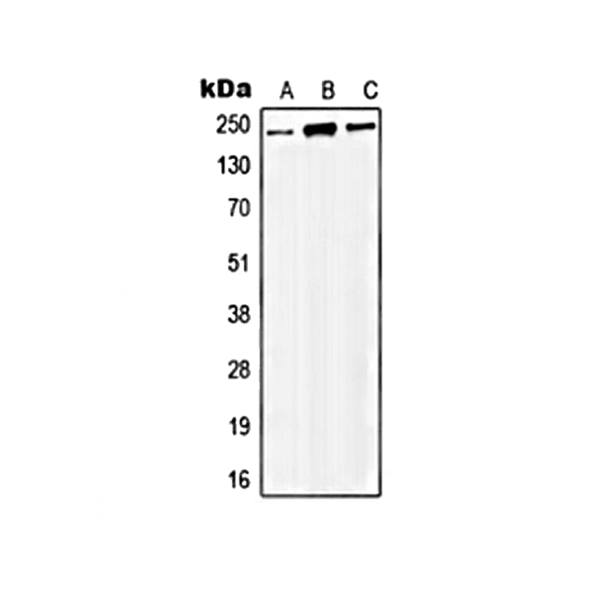 /Content/Upload/Product/MKA0383AF_fig1_1200.png