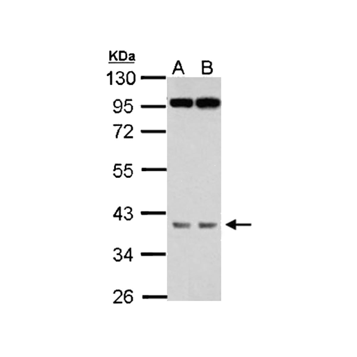 /Content/Upload/Product/MKA0483AF_fig1_1200.png