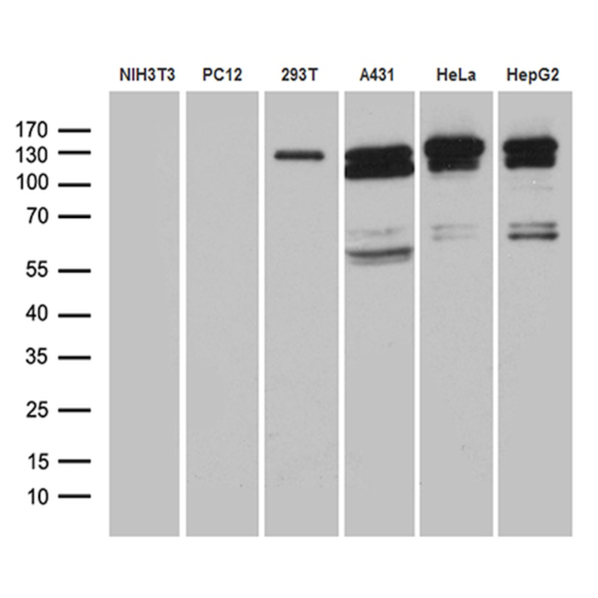 /Content/Upload/Product/MKA0521AF_fig1_1200.png