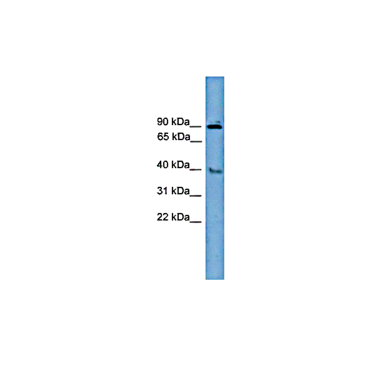 /Content/Upload/Product/MKA0681AF_fig1_1200.png