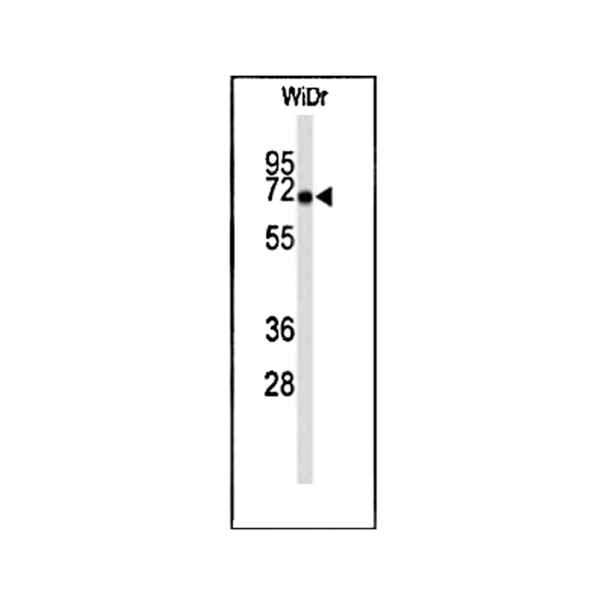 /Content/Upload/Product/MKA0719AF_1200.png