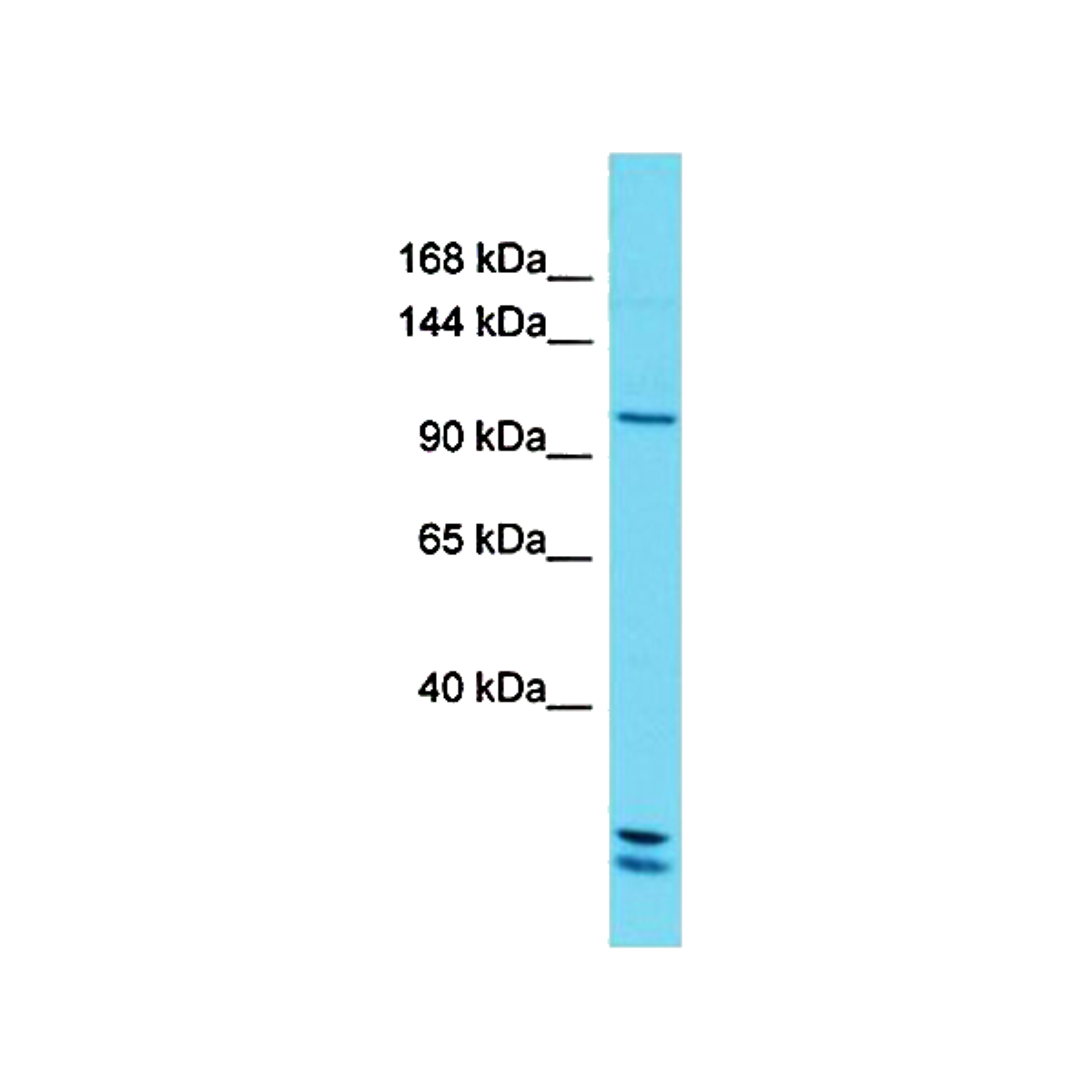 /Content/Upload/Product/MKA0750AF_fig1_1200.png