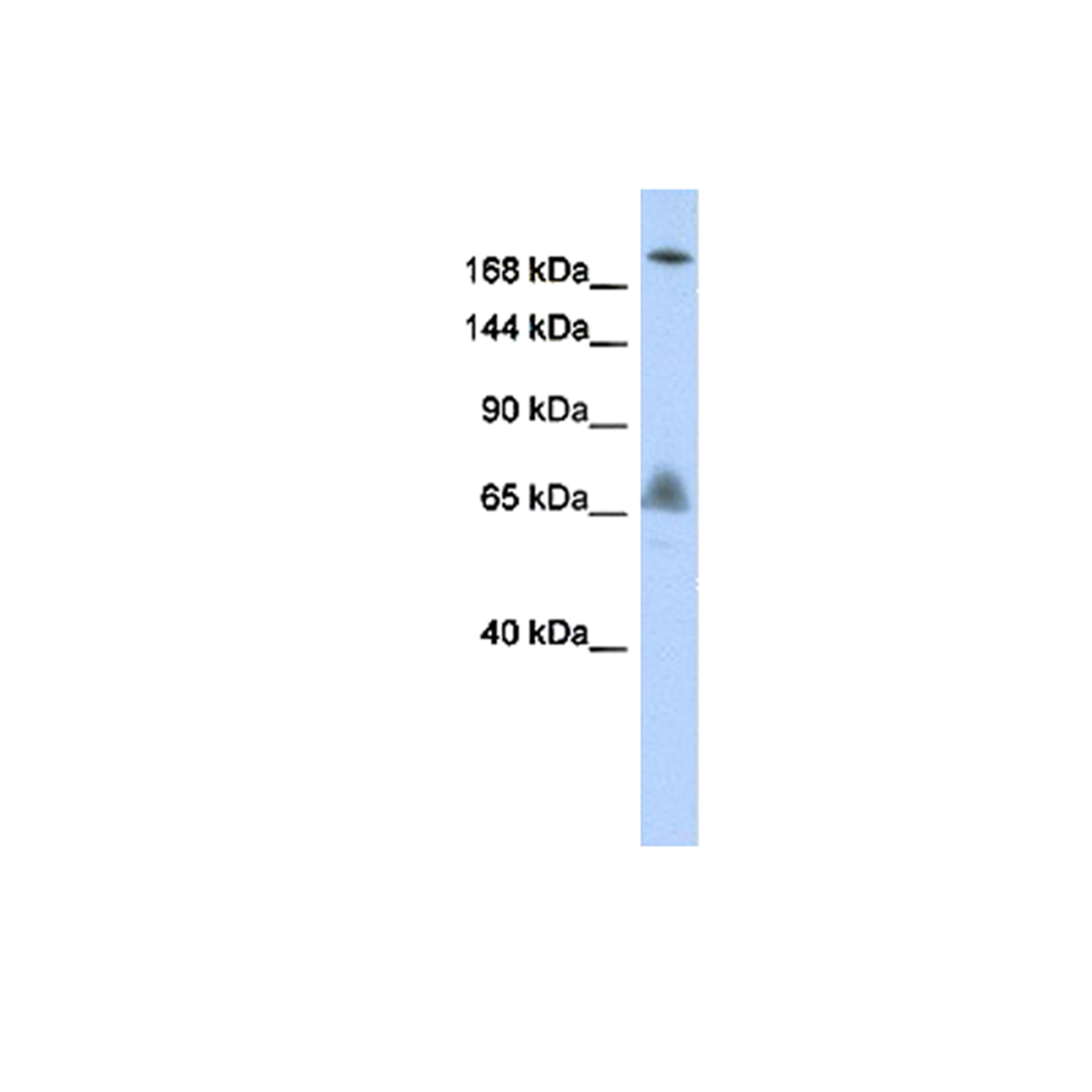 /Content/Upload/Product/MKA0804AF_1200.png
