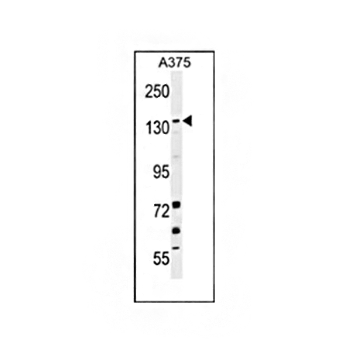/Content/Upload/Product/MKA0876AF_fig1_1200.png