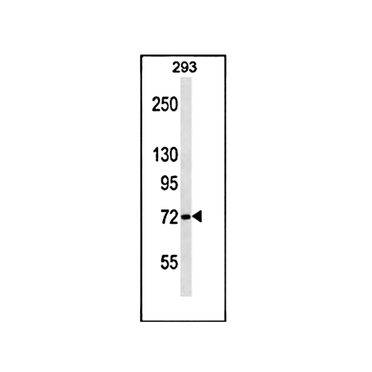 /Content/Upload/Product/MKA1299AF_1200.png