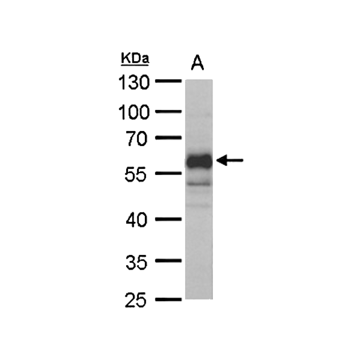 /Content/Upload/Product/MKA1439AF_fig1_1200.png