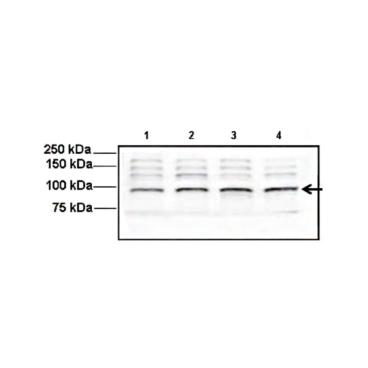 /Content/Upload/Product/MKA1549AF_fig3_1200.png