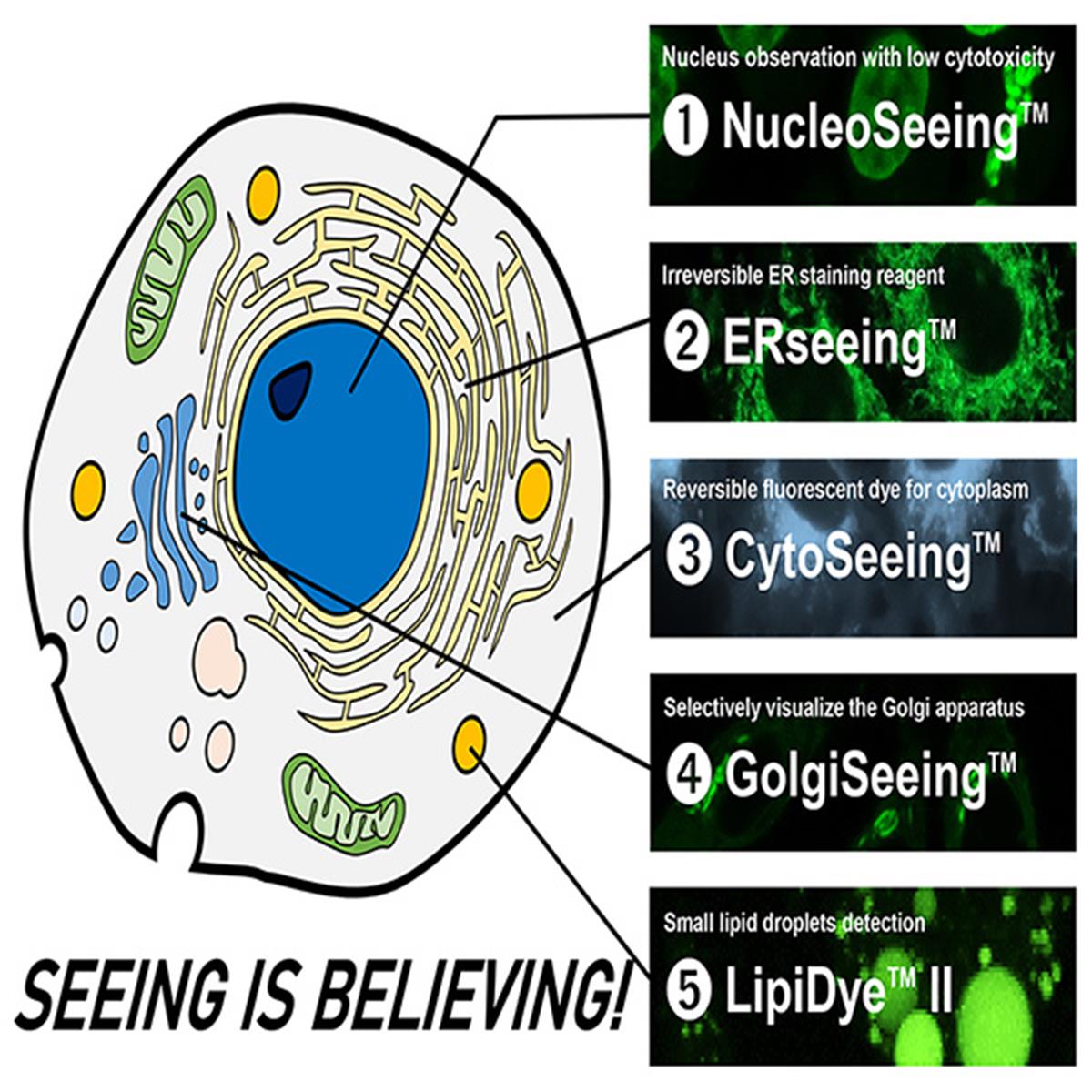 /Content/Upload/Product/Organelle-Imaging-Dye-in-Living-Cells_w600_Diagnocine_1200.jpg