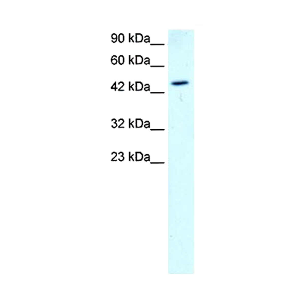 /Content/Upload/Product/PP-B9922A-0C_1_1200.png
