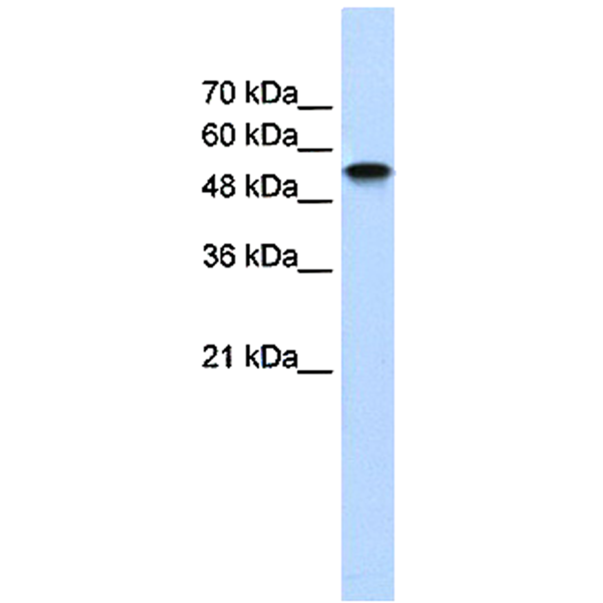 /Content/Upload/Product/PP-K8917-00_1_1200.png