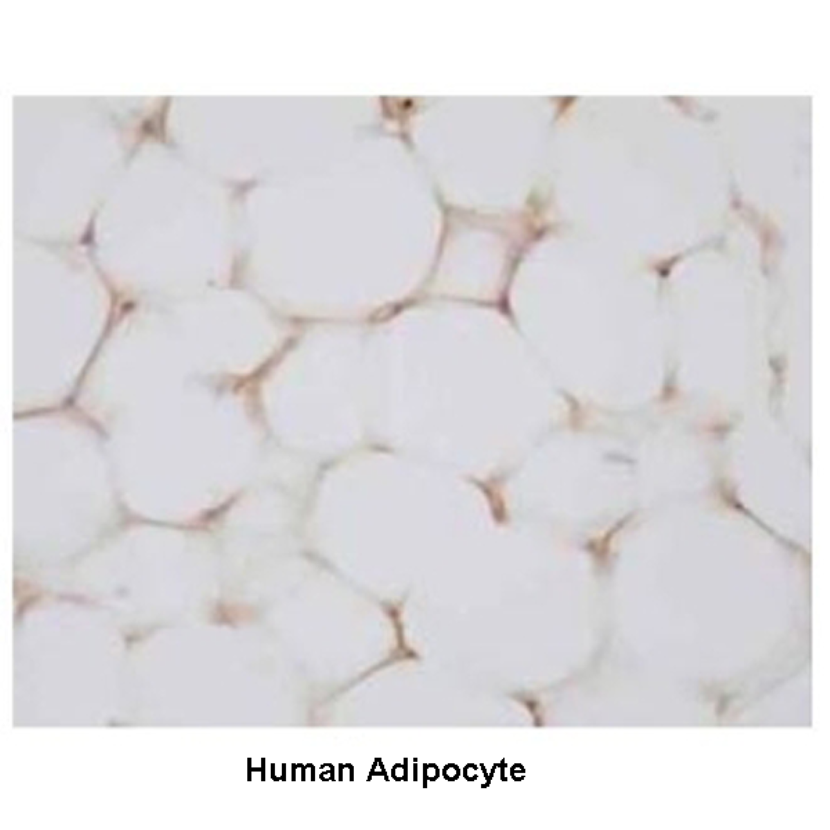 /Content/Upload/Product/PP-PPZ1228-00_1200_1.png
