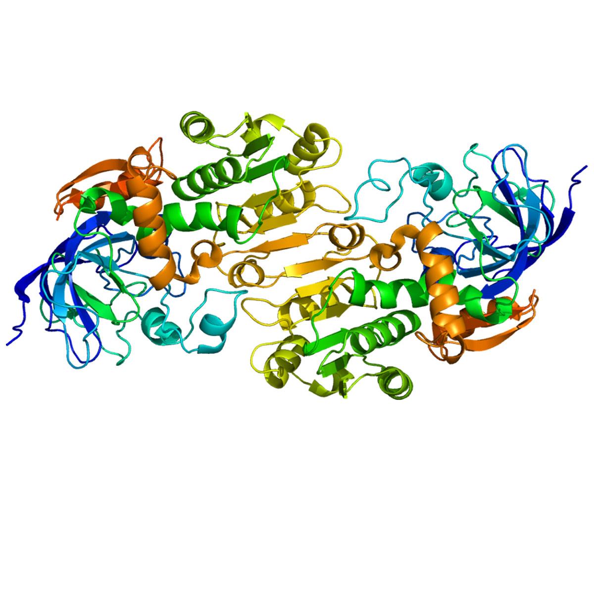 /Content/Upload/Product/Protein_ADH5_PDB_1m6h_1200_2.jpg