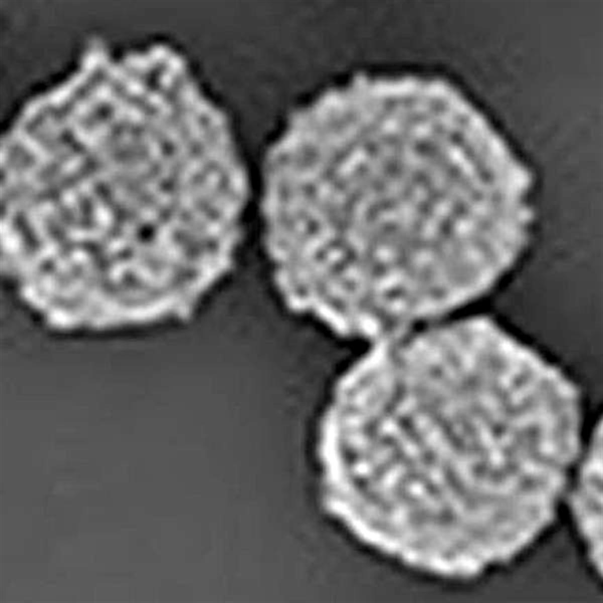 /Content/Upload/Product/SilicaCarboxyMagneticNanoparticles_1200.jpg