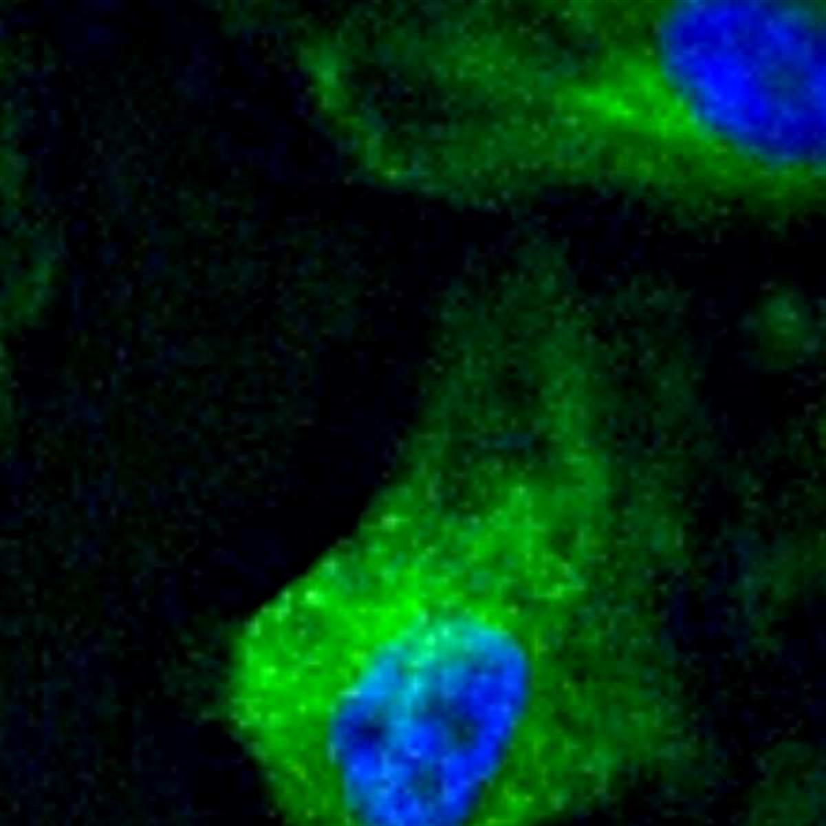 /Content/Upload/Product/StreptavidinFlamma496_1200.jpg
