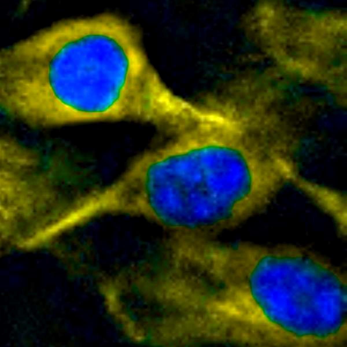 /Content/Upload/Product/StreptavidinFlamma552_1200.jpg