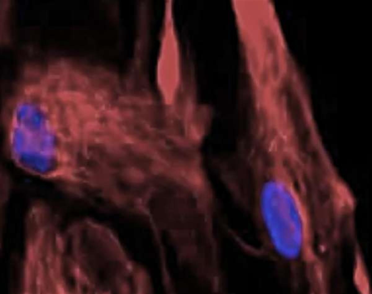 /Content/Upload/Product/StreptavidinFlamma675_1200_1.jpg
