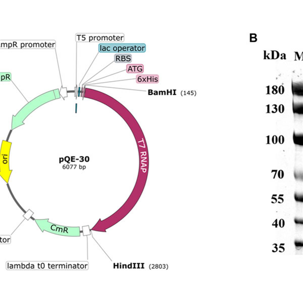 /Content/Upload/Product/Structure-of-the-T7-RNAP-plasmid-and-SDS-PAGE-analysis-of-His-tagged-T7-RNAP-A-Map-of_1200.jpg