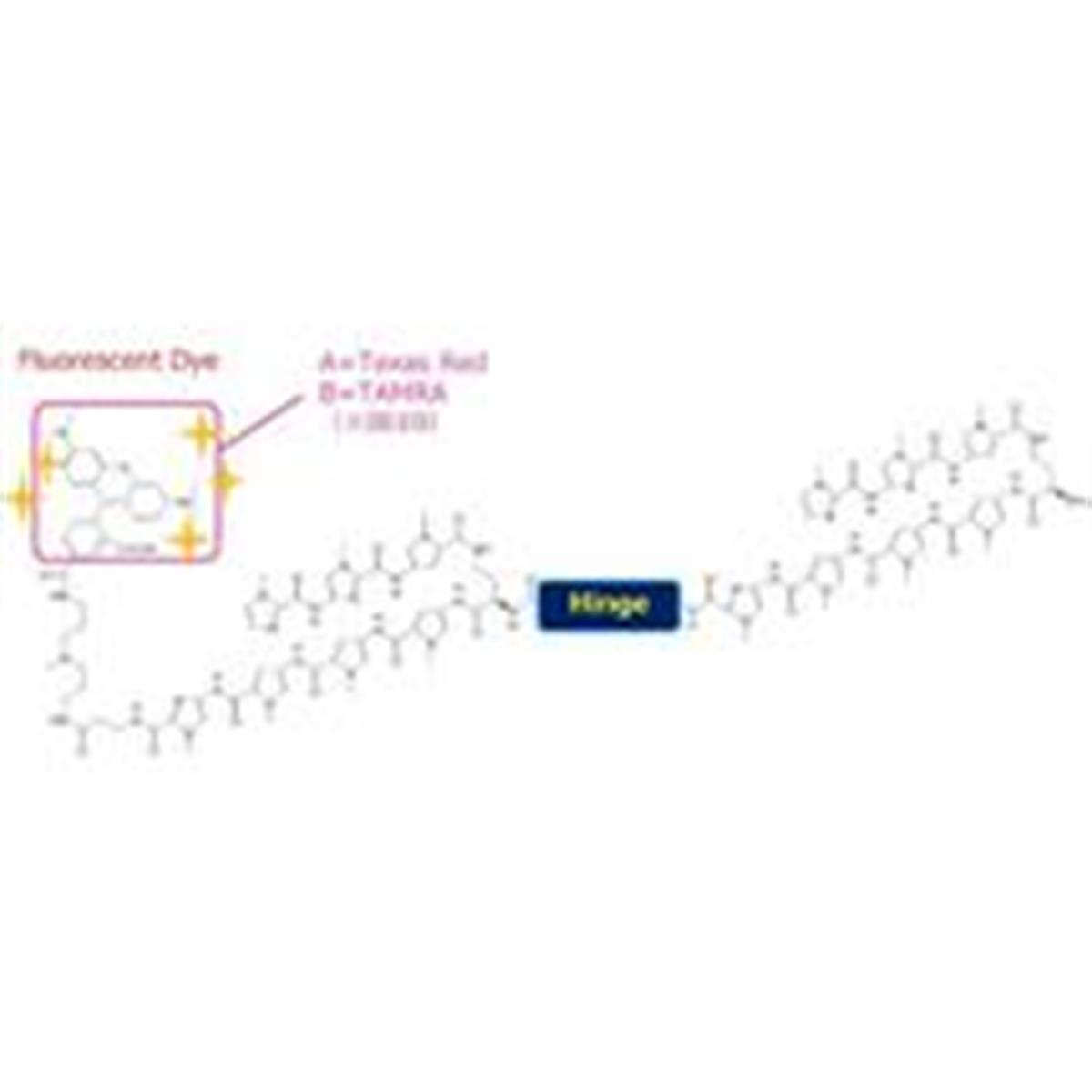 /Content/Upload/Product/TelomereStainingReagentDiagnocine_215_1_1200.jpg