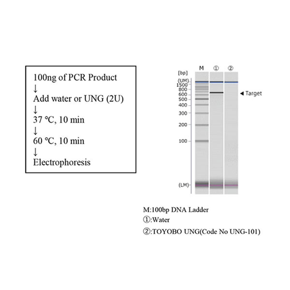/Content/Upload/Product/Uracil-DNA-Glycosylase-UNG-TYB-UNG-101-Diagnocine_1200.jpg