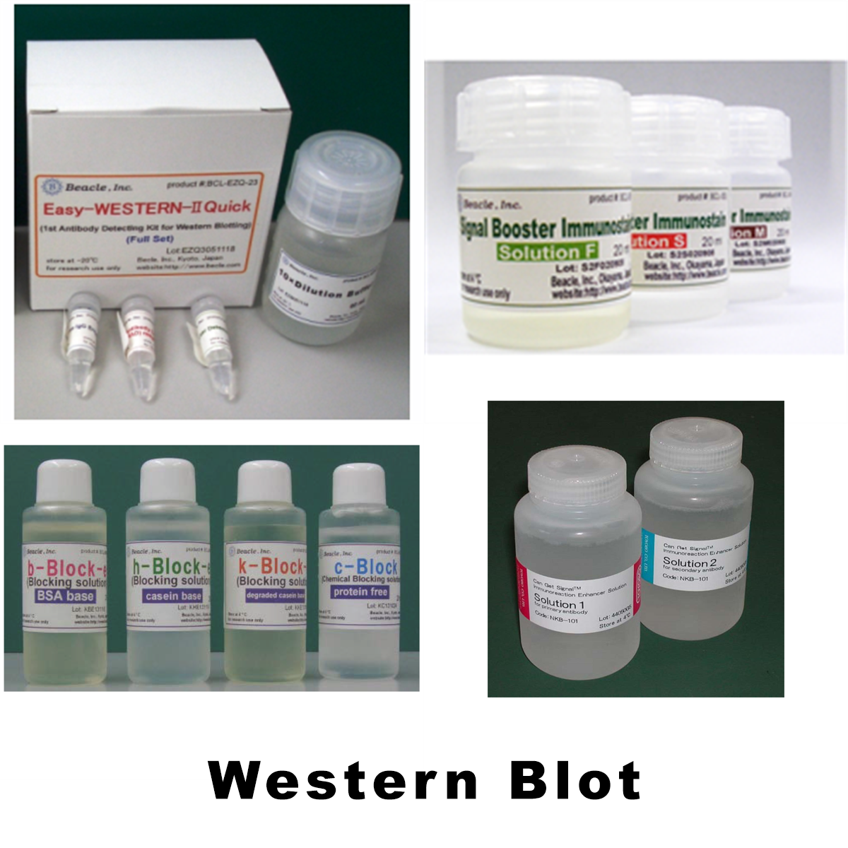 /Content/Upload/Product/Western_Blot_1200.png
