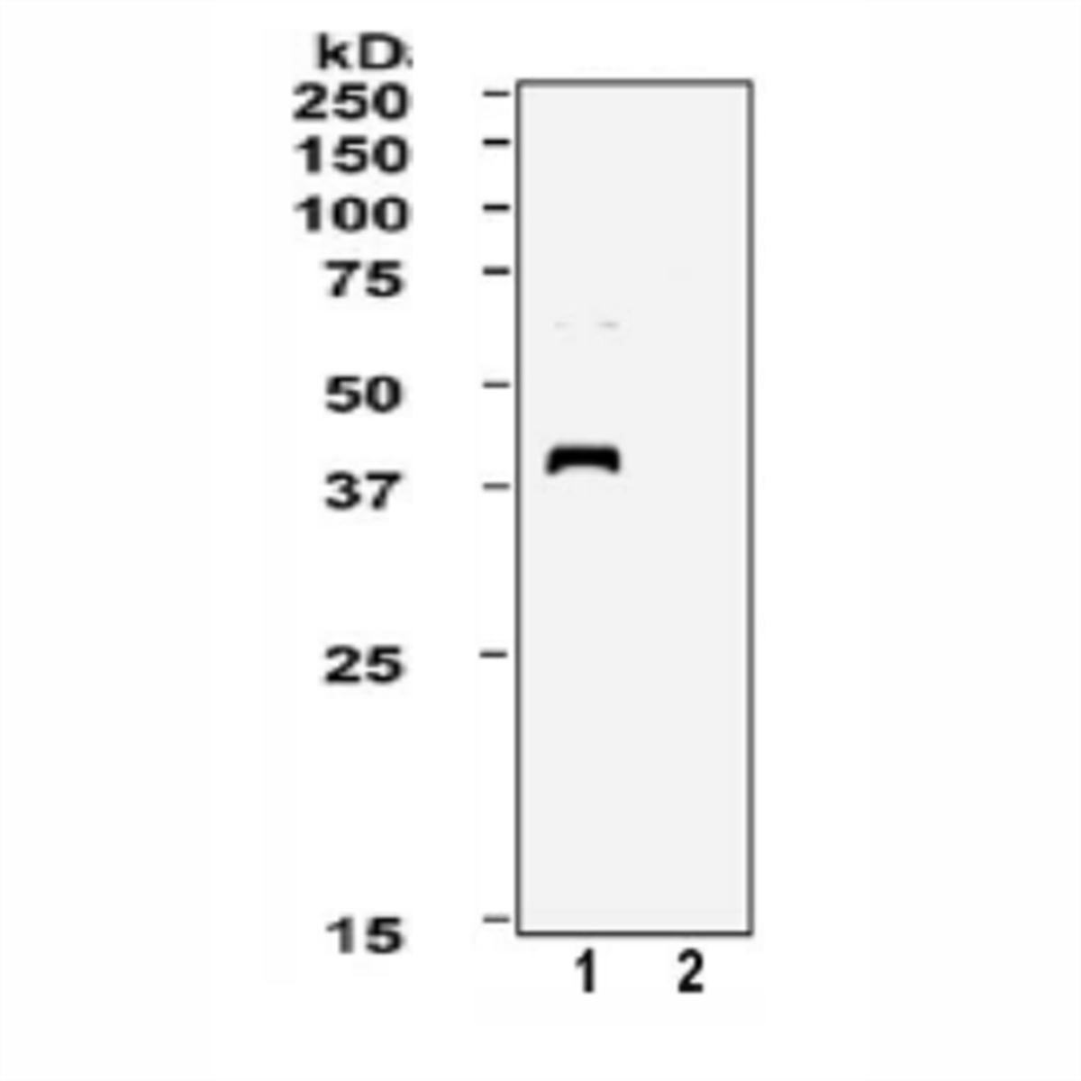 /Content/Upload/Product/XPA-0_1200_1200.png