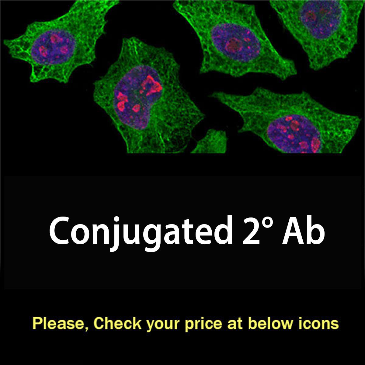 /Content/Upload/Product/conjugated2ab_1200.jpg