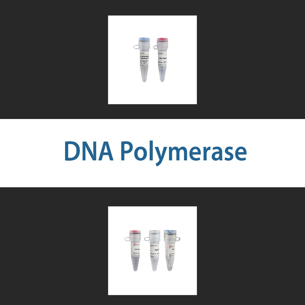 /Content/Upload/Product/dnapolymerase_1200.jpg