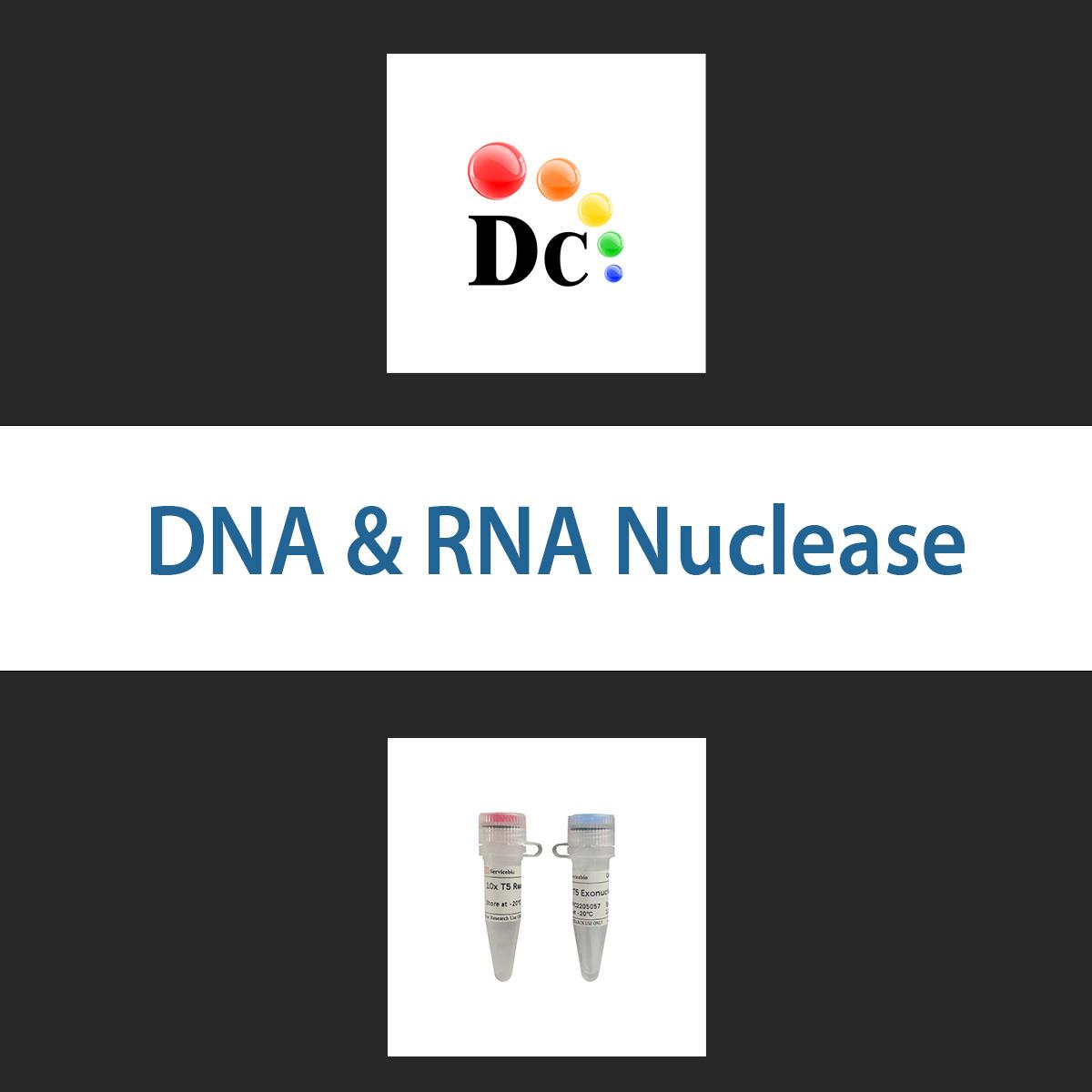 /Content/Upload/Product/dnarnanuclease_1200.jpg
