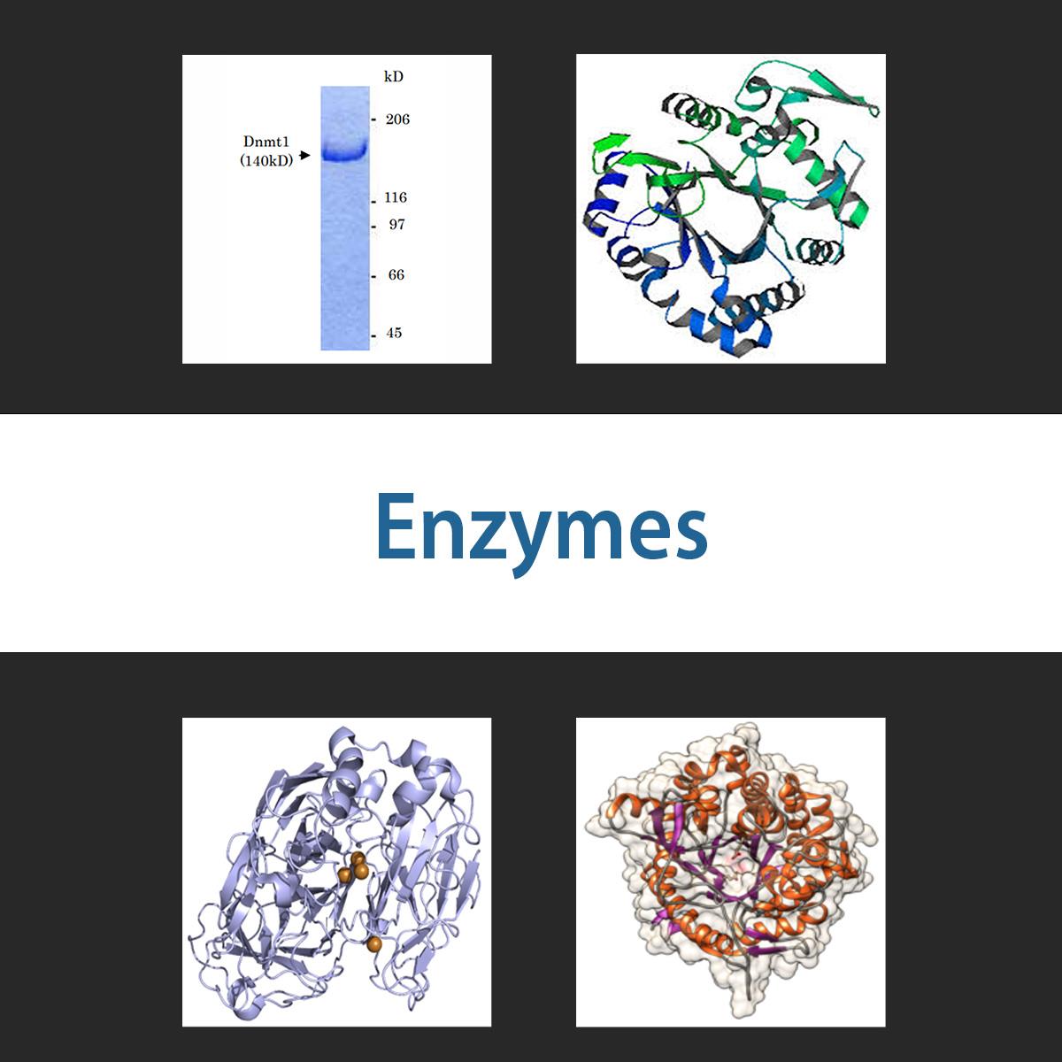 /Content/Upload/Product/enzyme_1200.jpg