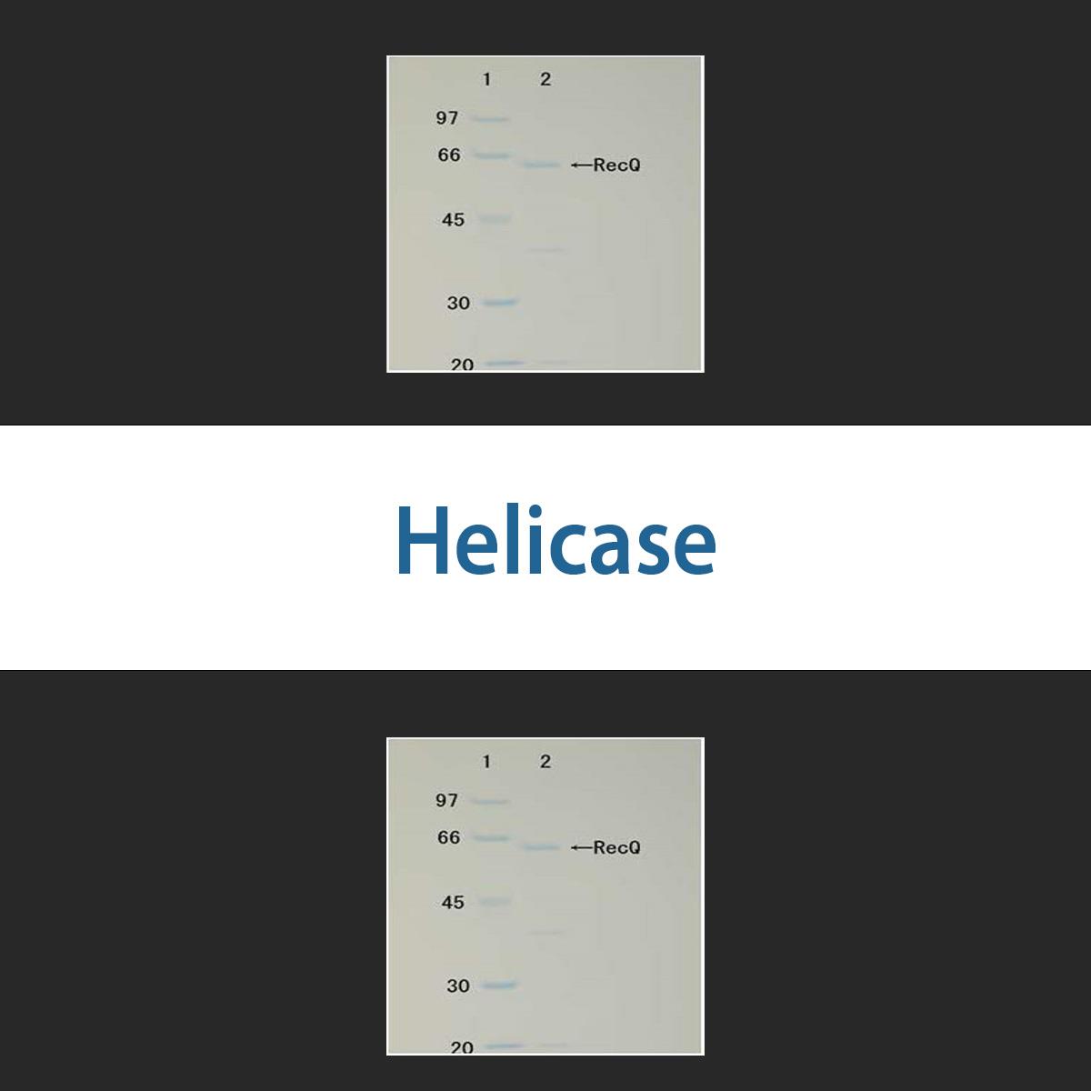 /Content/Upload/Product/helicase_1200.jpg
