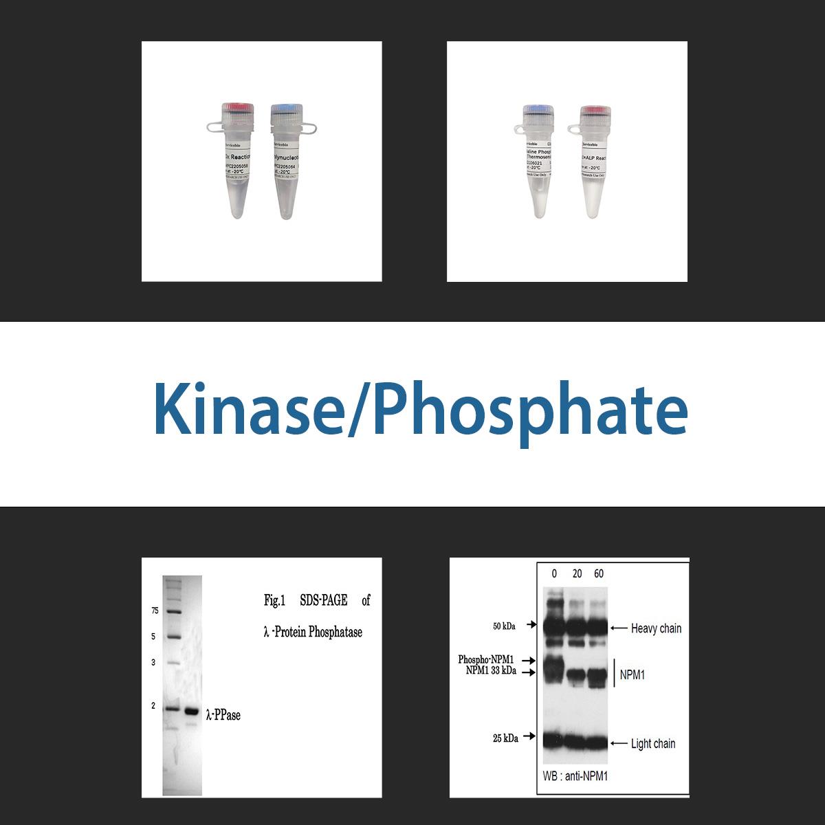 /Content/Upload/Product/kinasephosphate_1200.jpg