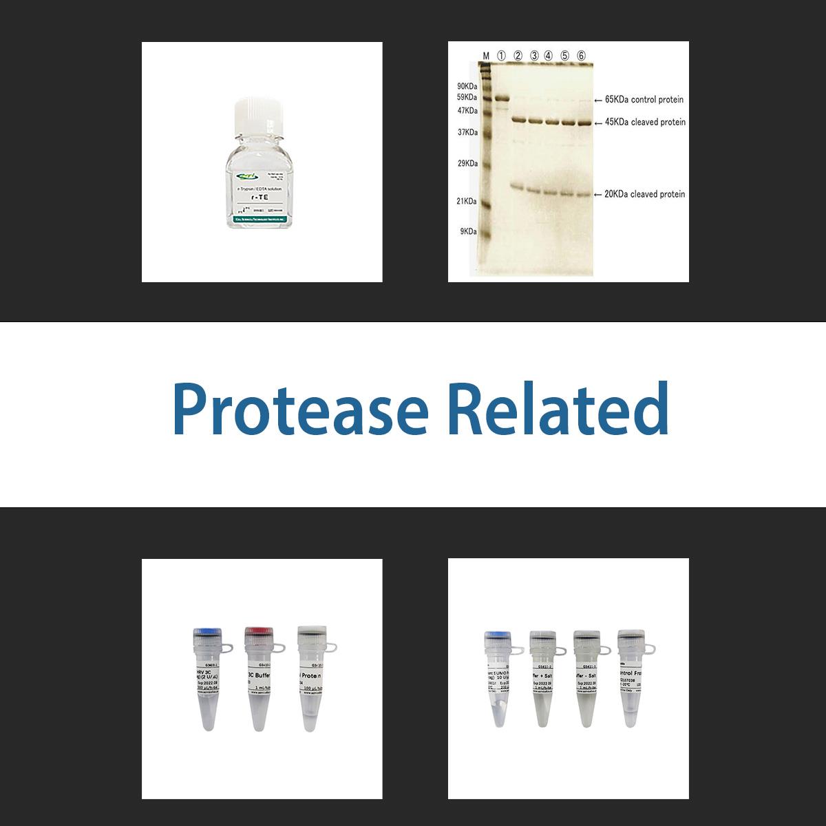 /Content/Upload/Product/proteaserelated_1200.jpg