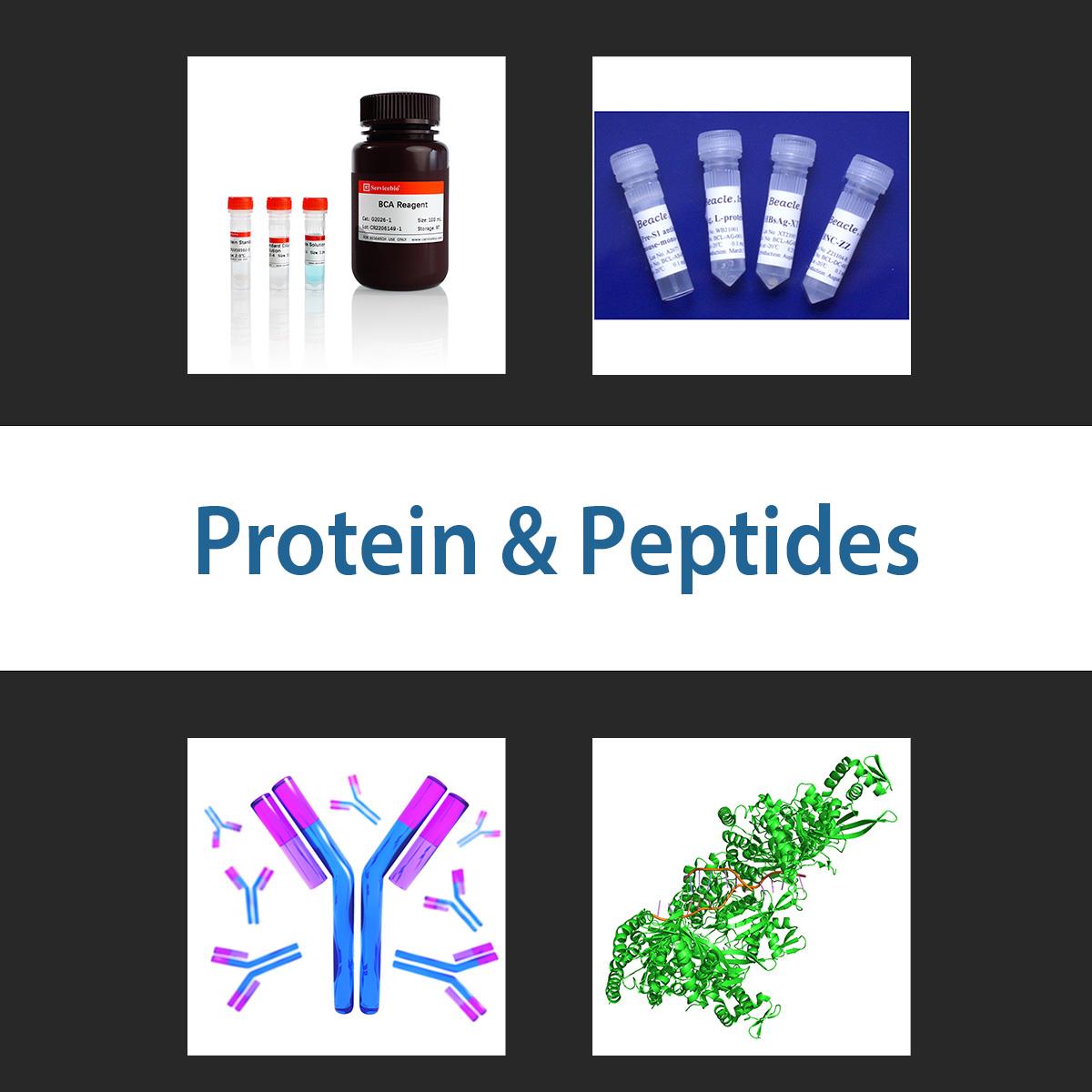 /Content/Upload/Product/proteinpeptide_1200.jpg