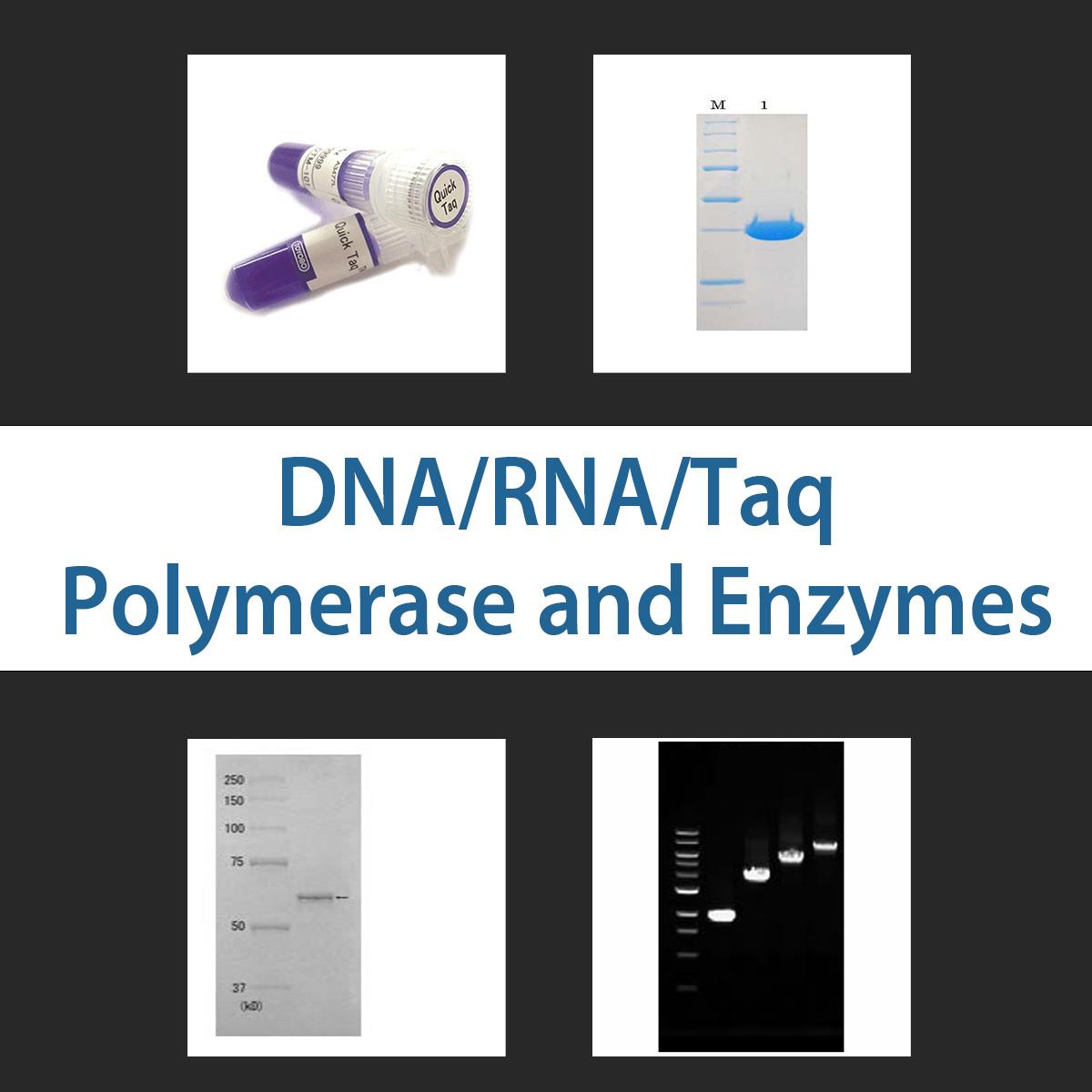 /Content/Upload/Product/taqpolymerase_1200.jpg
