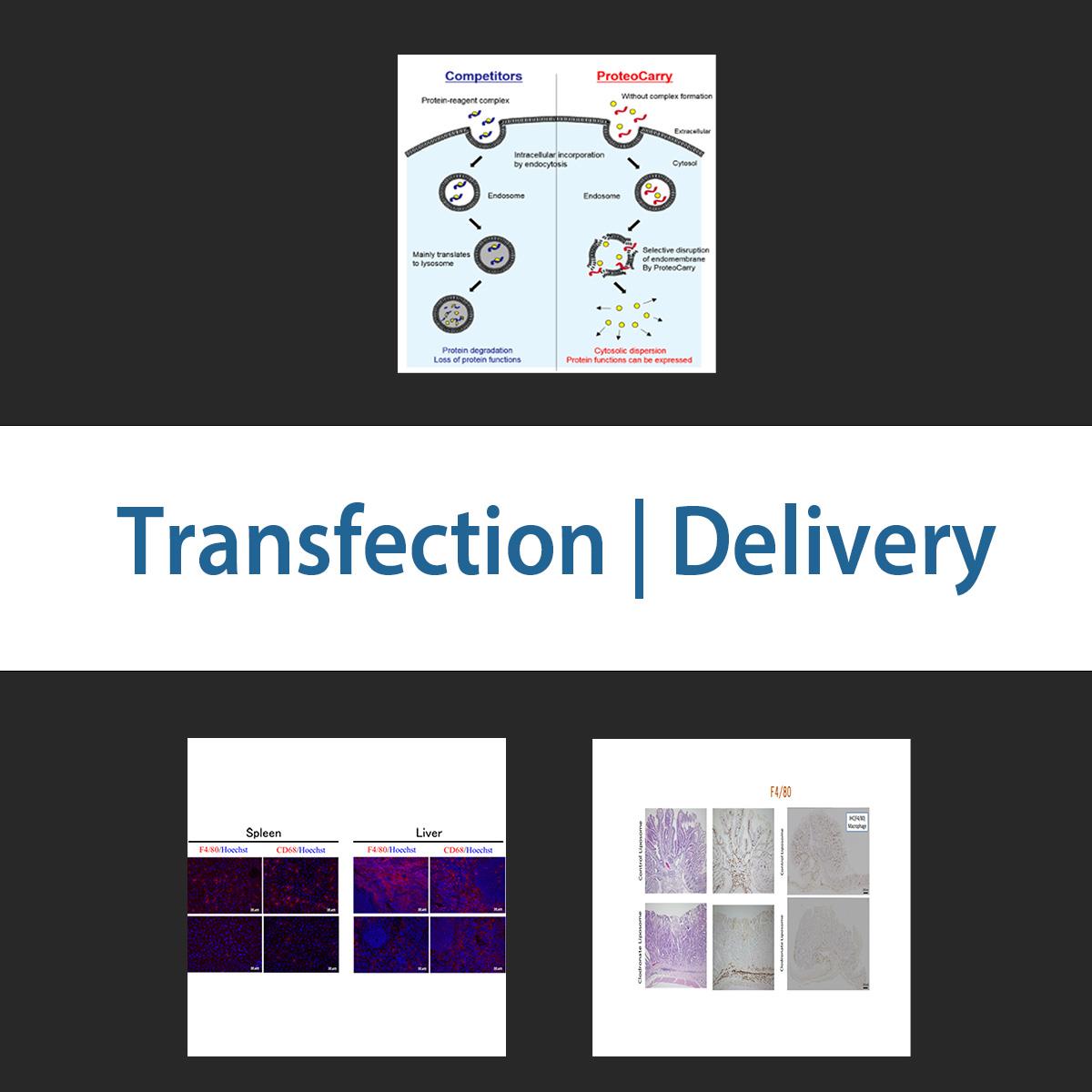 /Content/Upload/Product/transfectiondelivery_1200.jpg